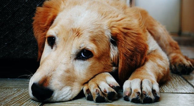 How Can You Tell If a Dog Has Reached an Unsafe Level of Fatigue?
