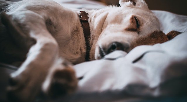 Understanding Dog Fatigue